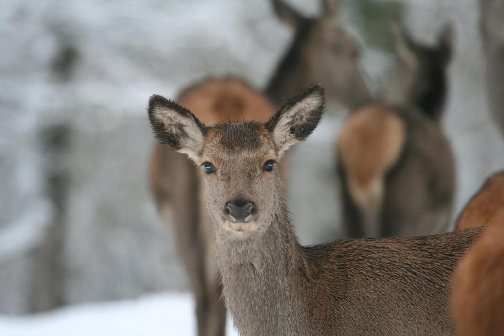 Gite Le Cerf Pantin Saint-Hubert Esterno foto